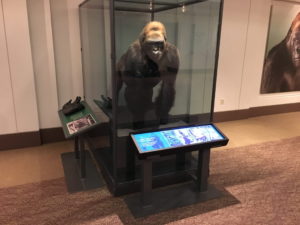 Museum wide stretched displays