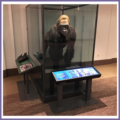 CDS stretched monitor in museum