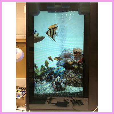 cds 3dp transparent fish