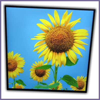 cds square LCD displays